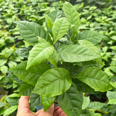 Kaffeepflanze, Topf-Ø 12 cm, 3 Pflanzen