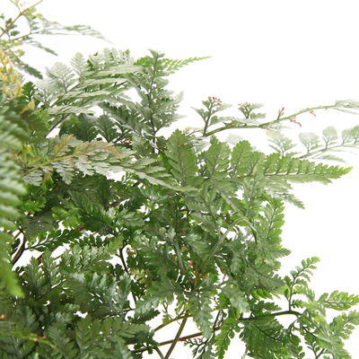 Tarantelfarn, Ampeltopf-Ø 18 cm, Höhe ca. 30 cm Tarantelfarn, Ampeltopf-Ø 18 cm, Höhe ca. 30 cm