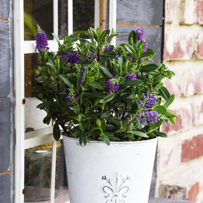 Hebe 'All Blooms®', blau, Topf-Ø 12 cm, 3 Pflanzen