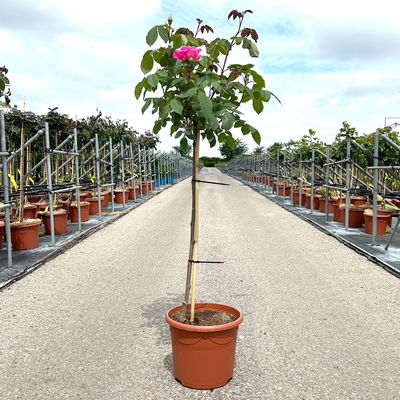 Stammrose 'Gertrude Jekyll' (Ausbord), Englische Rose, Stamm 60cm 7,5 lt. Topf Stammrose 'Gertrude Jekyll' (Ausbord), Englische Rose, Stamm 60cm 7,5 lt. Topf