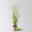 Bio Rutenhirse 'Heavy Metal', Topf 5 Liter