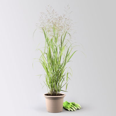 Bio Rutenhirse 'Heavy Metal', Topf 5 Liter