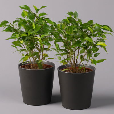Birkenfeige 'Natasja' in Übertopf anthrazit, Topf 12cmØ, Höhe ca. 25cm, 2er-Set Birkenfeige 'Natasja' in Übertopf anthrazit, Topf 12cmØ, Höhe ca. 25cm, 2er-Set