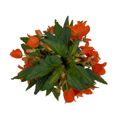 Begonie 'BELLECONIA™', orange, Topf-Ø 13 cm, 6 Pflanzen