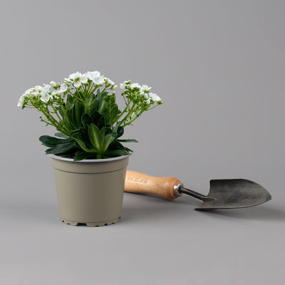 Lewisia cotyledon, Farben zufällig, Topf-Ø 12 cm, 6er-Set