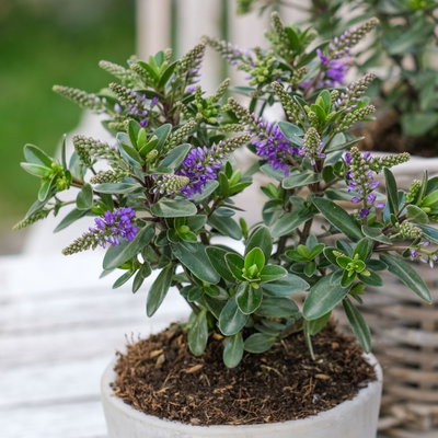 Hebe 'All Blooms®', blau, Topf-Ø 12 cm, 3 Pflanzen