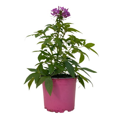 Spinnenblume, rosa-lila, Topf-Ø 13 cm, 6er-Set