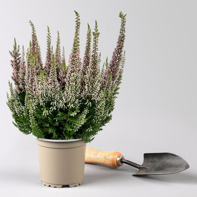 Calluna 'First Ladies®', rosa, Topf-Ø 11 cm, 6 Pflanzen