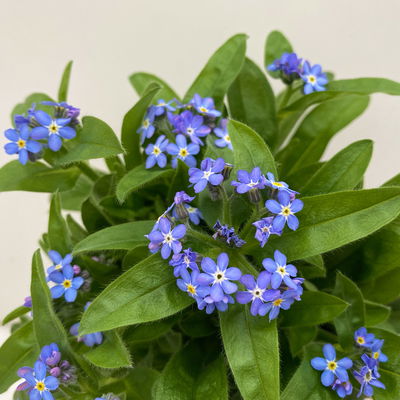 Vergissmeinnicht, blau, Topf-Ø 10,5 cm, 6 Pflanzen