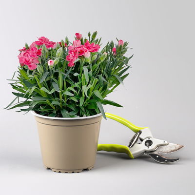 Nelke 'Oscar®', Farbe zufällig, Topf-Ø 14 cm, 4 Pflanzen