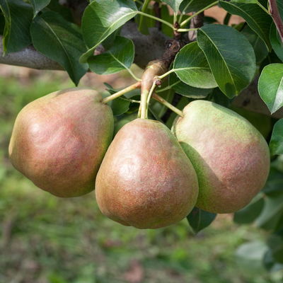 Kölle Bio Säulenbirne 'Decora', Unterlage Quitte A, Topf 10 Liter Kölle Bio Säulenbirne 'Decora', Unterlage Quitte A, Topf 10 Liter