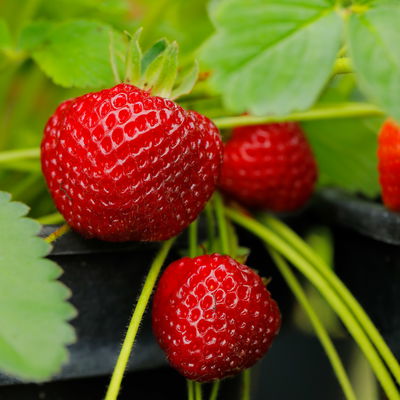 Bio Erdbeere Hummi® 'Süße Brumme', Topf 11x11 cm, 3 Pflanzen Bio Erdbeere Hummi® 'Süße Brumme', Topf 11x11 cm, 3 Pflanzen