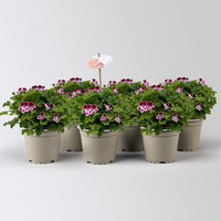 Duftgeranie 'Angel Aroma®Nova®', bordeaux-weiß, Topf-Ø 12 cm, 6 Pflanzen