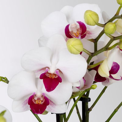 Phalaenopsis weiß, rote Lippe, 2 Rispen, Topf-Ø 12 cm, Höhe ca. 50 cm