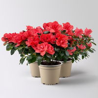 Azalee Hortinno® 'Christine Siena', rot, Topf-Ø 13 cm, Höhe ca. 25cm, 3 Pflanzen Azalee Hortinno® 'Christine Siena', rot, Topf-Ø 13 cm, Höhe ca. 25cm, 3 Pflanzen