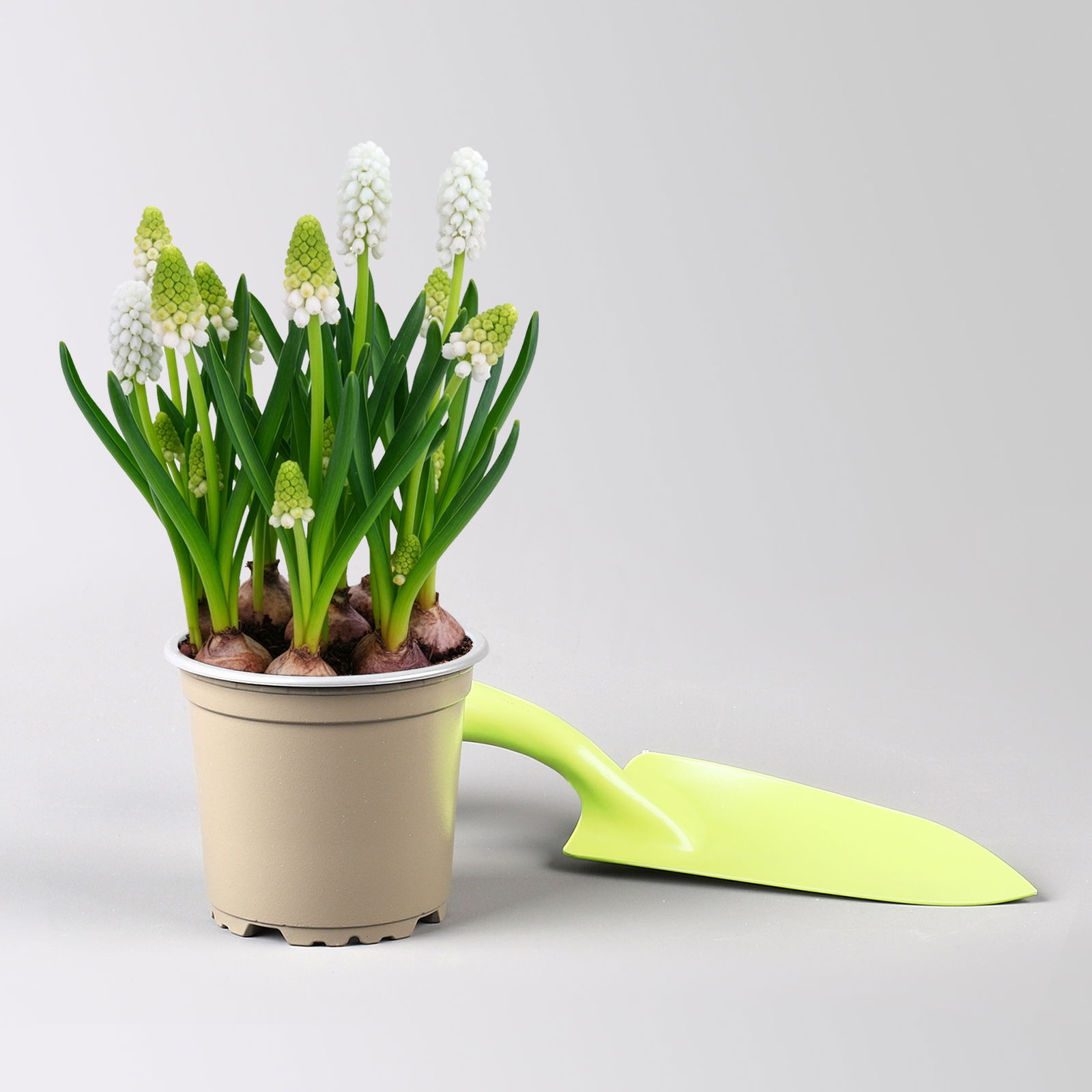 Zwiebelpflanzen-Set Farbenfreude, blau-weiß-gelb, Topf-Ø 10 cm, 9 Pflanzen Zwiebelpflanzen-Set Farbenfreude, blau-weiß-gelb, Topf-Ø 10 cm, 9 Pflanzen