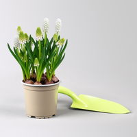 Zwiebelpflanzen-Set Farbenfreude, blau-weiß-gelb, Topf-Ø 10 cm, 9 Pflanzen Zwiebelpflanzen-Set Farbenfreude, blau-weiß-gelb, Topf-Ø 10 cm, 9 Pflanzen