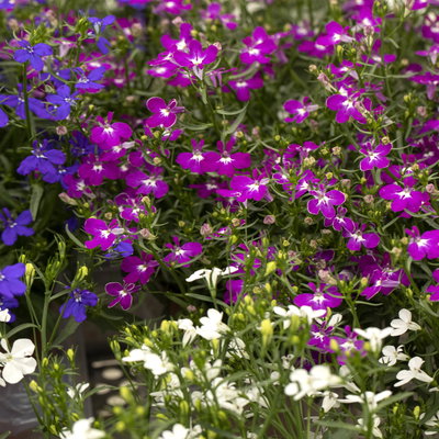 Hängendes Männertreu 'Trio' blau-weiß-rosa, Topf-Ø 12 cm, 6er-Set Hängendes Männertreu 'Trio' blau-weiß-rosa, Topf-Ø 12 cm, 6er-Set