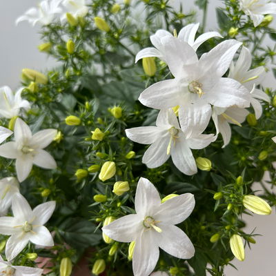 Glockenblume 'Spring Bell®', weiß, Topf-Ø 12 cm, 3 Pflanzen