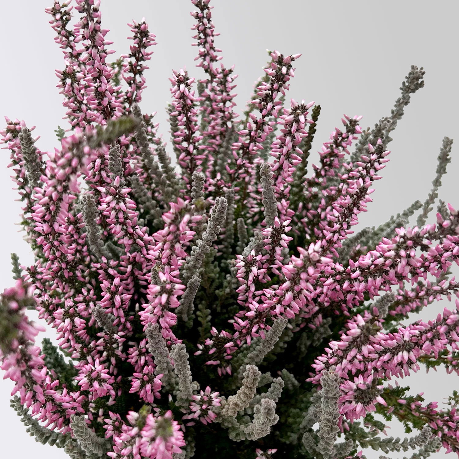 Calluna 'Lönneby' Twin, Fluffy & lila, Topf-Ø 13 cm, 3 Pflanzen