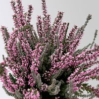 Calluna 'Lönneby' Twin, Fluffy & lila, Topf-Ø 13 cm, 3 Pflanzen
