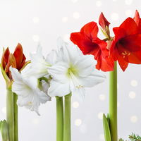 Amaryllis in Wachs, Dekor 'Pullover Disco' nach Verfügbarkeit, Blüte zufällig