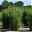 30er-Set Bambus-Hecken-Set Fargesia 'Jiuzhaigou 1', Höhe 80-100 cm, im 7,5 Liter Topf