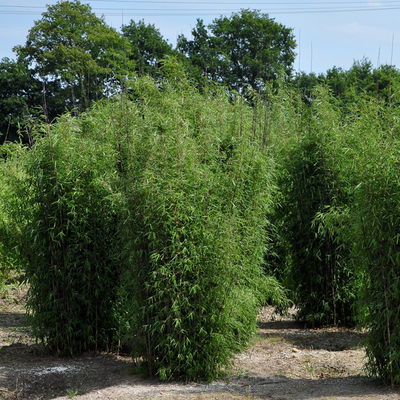 Bambus 'Dekorative Halme Rot/Schwarz', Höhe 80-100cm, Topf 7,5/10 Liter, 2 Stück Bambus 'Dekorative Halme Rot/Schwarz', Höhe 80-100cm, Topf 7,5/10 Liter, 2 Stück