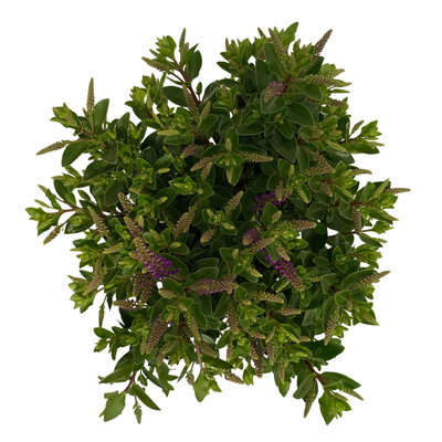 Hebe 'All Blooms®', blau, Topf-Ø 12 cm, 3 Pflanzen Hebe 'All Blooms®', blau, Topf-Ø 12 cm, 3 Pflanzen