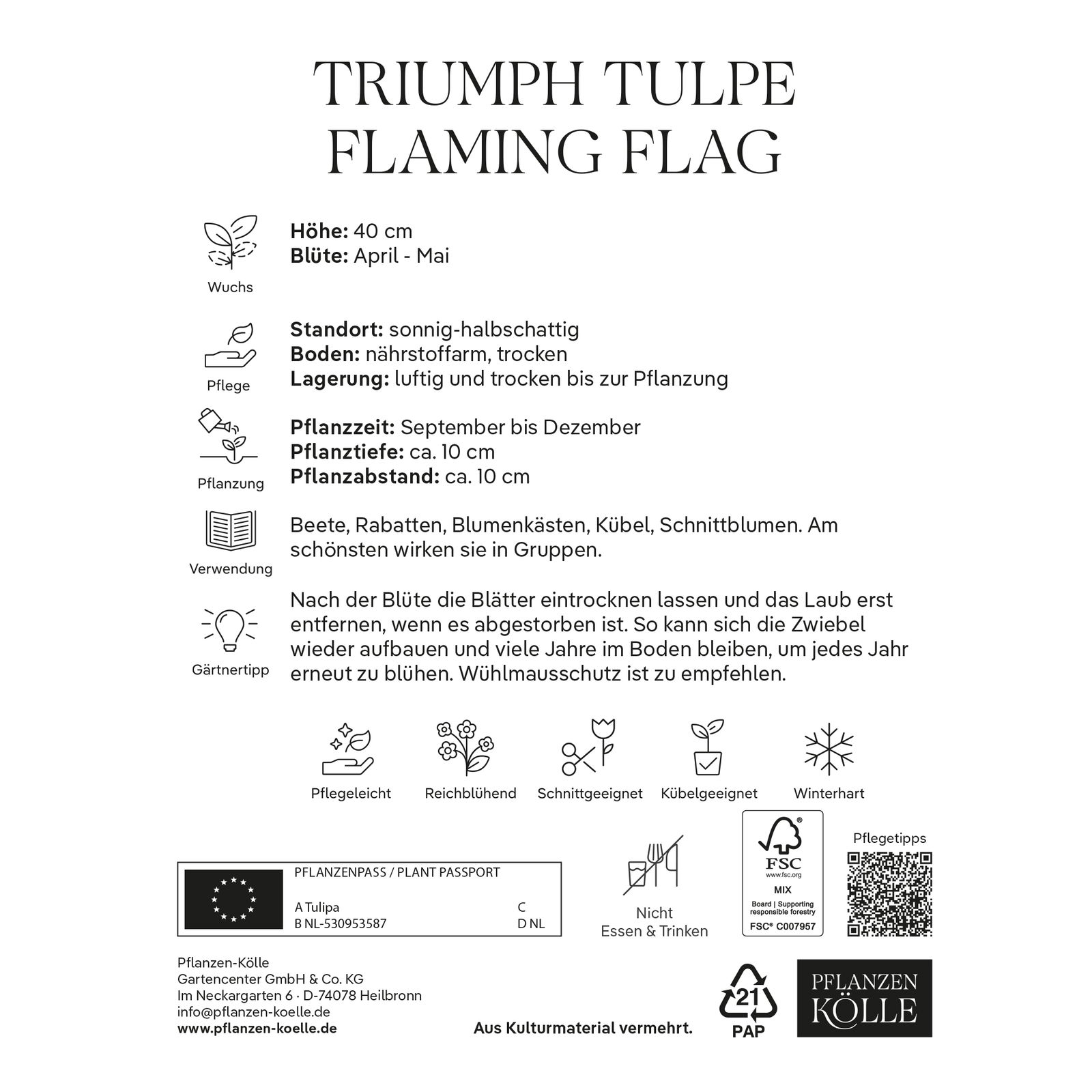 Triumph Tulpen Flig Flag purpur/weiß, 7 Blumenzwiebeln