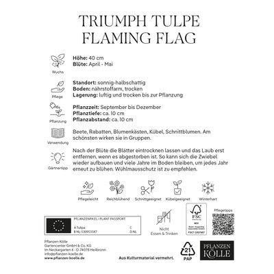 Triumph Tulpen Flig Flag purpur/weiß, 7 Blumenzwiebeln Triumph Tulpen Flig Flag purpur/weiß, 7 Blumenzwiebeln