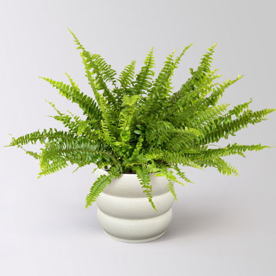 Schwertfarn 'Green Lady', Topf-Ø 17 cm, Höhe ca. 35-45 cm, im Keramiktopf Byron