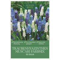Muscari (Traubenhyazinthen) Prachtmischung, 50 Blumenzwiebeln