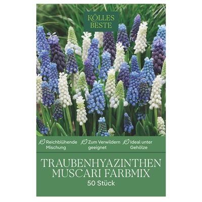Muscari (Traubenhyazinthen) Prachtmischung, 50 Blumenzwiebeln Muscari (Traubenhyazinthen) Prachtmischung, 50 Blumenzwiebeln