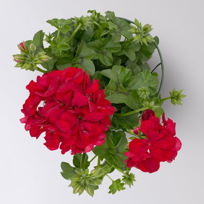 Geranie 'Medio Karolina Dark Red' rot, hängend, Topf-Ø 13 cm, 6er-Set
