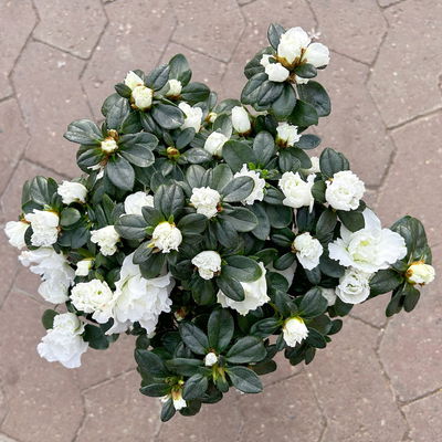 Azalee, Stamm, Farbe zufällig, Topf-Ø 13cm, Höhe ca. 45 cm, 2 Pflanzen Azalee, Stamm, Farbe zufällig, Topf-Ø 13cm, Höhe ca. 45 cm, 2 Pflanzen