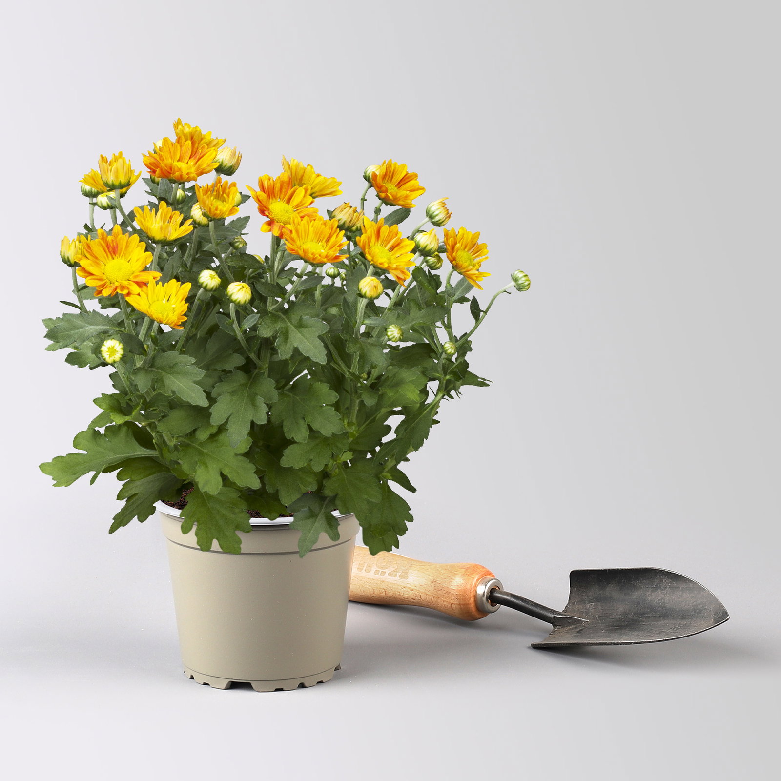 Chrysanthemen, orange-gelb, Topf-Ø 12 cm, 6 Pflanzen Chrysanthemen, orange-gelb, Topf-Ø 12 cm, 6 Pflanzen