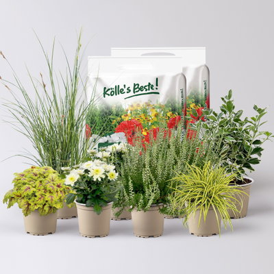 Pflanzenkreation Spätsommertraum weiß-grün, 8 Pflanzen inkl. Erde Pflanzenkreation Spätsommertraum weiß-grün, 8 Pflanzen inkl. Erde
