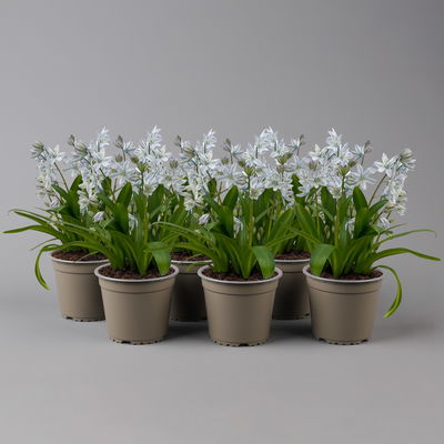 Kaukasischer Blaustern hellblau, vorgetrieben, Topf-Ø 10 cm, 6 Pflanzen