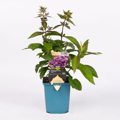 Bio Flammenblume 'Uspech' violett, Topf 11x11 cm, 3 Pflanzen