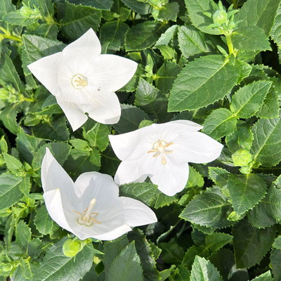 Ballonblume, weiß, Topf-Ø 12 cm, 6 Pflanzen