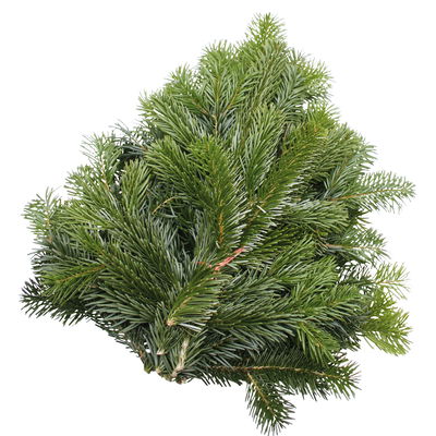 Nordmanntannen-Zweige im Bund, Länge 60-80 cm, ca. 2,5 kg, 2 Bund Nordmanntannen-Zweige im Bund, Länge 60-80 cm, ca. 2,5 kg, 2 Bund