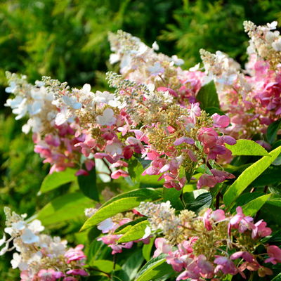 Rispenhortensie 'Pinky Winky'® DVP PinkyⓈ, Höhe ca. 30-40 cm, Topf 5 Liter Rispenhortensie 'Pinky Winky'® DVP PinkyⓈ, Höhe ca. 30-40 cm, Topf 5 Liter