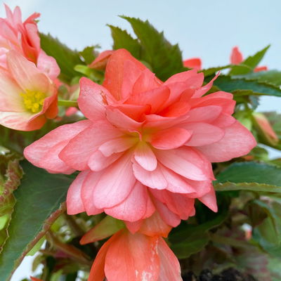 Begonie, halbhängend, Farbe zufällig, Topf-Ø 13 cm, 6 Pflanzen