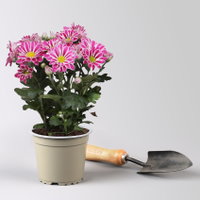 Chrysantheme 'Artistic Armin', lila-weiß, Topf-Ø 12 cm, 6 Pflanzen Chrysantheme 'Artistic Armin', lila-weiß, Topf-Ø 12 cm, 6 Pflanzen