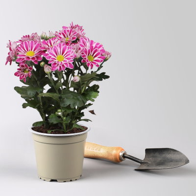 Chrysantheme 'Artistic Armin', lila-weiß, Topf-Ø 12 cm, 6 Pflanzen Chrysantheme 'Artistic Armin', lila-weiß, Topf-Ø 12 cm, 6 Pflanzen