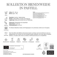 Bienenweide-Mischung in pastell Bienenweide-Mischung in pastell