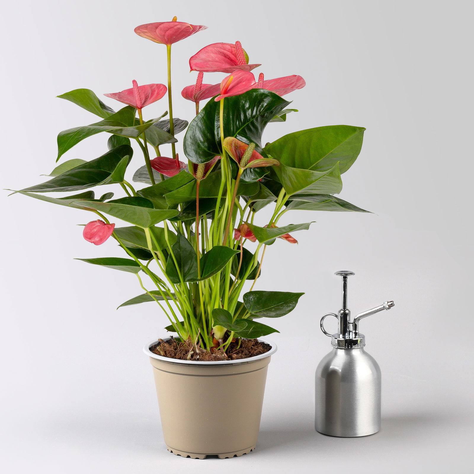 Flamingoblume 'Pink Champion', pink, Topf-Ø 14 cm, Höhe ca. 50 cm, 2 Pflanzen