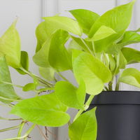 Grünpflanzenkreation 'Hängendes Grün', Topf-Ø 12cm + Übertopf Dallas, 4 Pflanzen