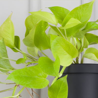 Grünpflanzenkreation 'Hängendes Grün', Topf-Ø 12cm + Übertopf Dallas, 4 Pflanzen